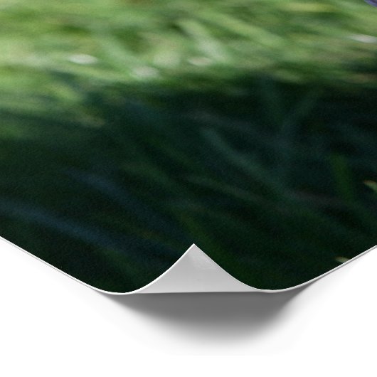 Poster Bordure Collie Puppy S'Éclatant (Coin)