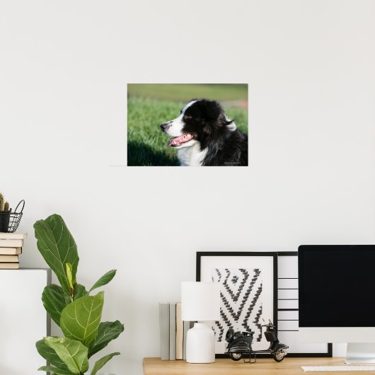 Poster Bordure Collie Puppy S'Éclatant (Bureau à domicile)