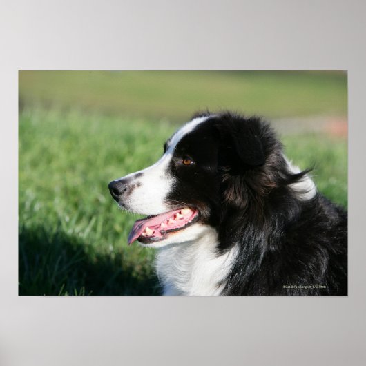 Poster Bordure Collie Puppy S'Éclatant (Devant)