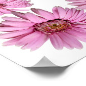 Poster Bordure de marguerite rose sur Arrière - plan blan (Coin)