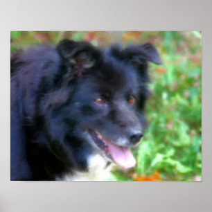 Poster Bordure noire Collie Chien Art peinture photo
