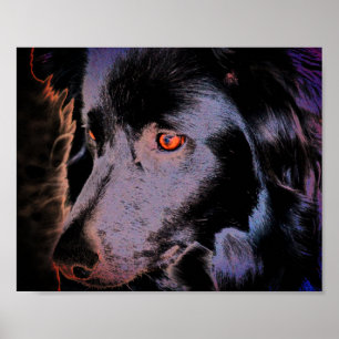 Poster Bordure noire Collie Chien Visage Art