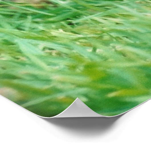 Poster Bordure Terrier (Coin)