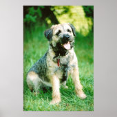 Poster Bordure Terrier (Devant)