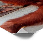 Poster Bornéo orangoutan (Coin)