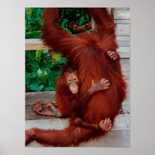 Poster Bornéo orangoutan