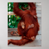 Poster Borneo orangutan (Devant)