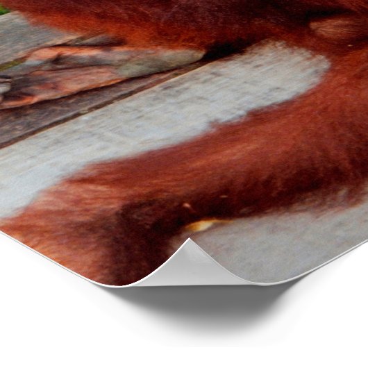 Poster Borneo orangutan (Coin)