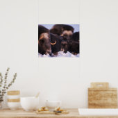 Poster bosse, Ovibos moschatus, vache avec nouveau-né, (Cuisine)