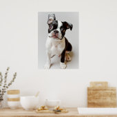 Poster Boston Terrier (Cuisine)