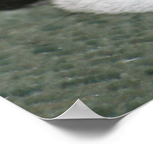 Poster Boston Terrier (Coin)