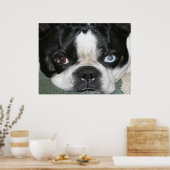 Poster Boston Terrier (Cuisine)