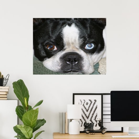 Poster Boston Terrier (Bureau à domicile)