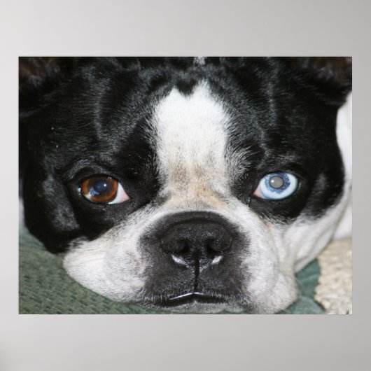 Poster Boston Terrier (Devant)