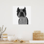 Poster Boston Terrier (Keuken)