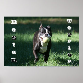 Poster Boston Terrier