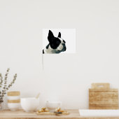 Poster Boston Terrier (Cuisine)