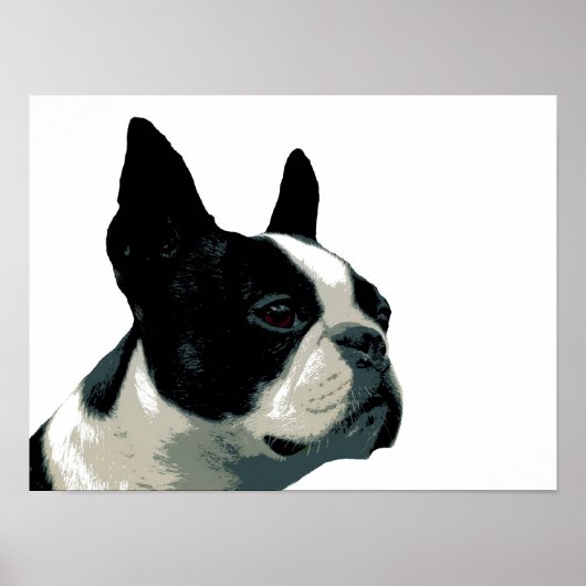 Poster Boston Terrier (Devant)