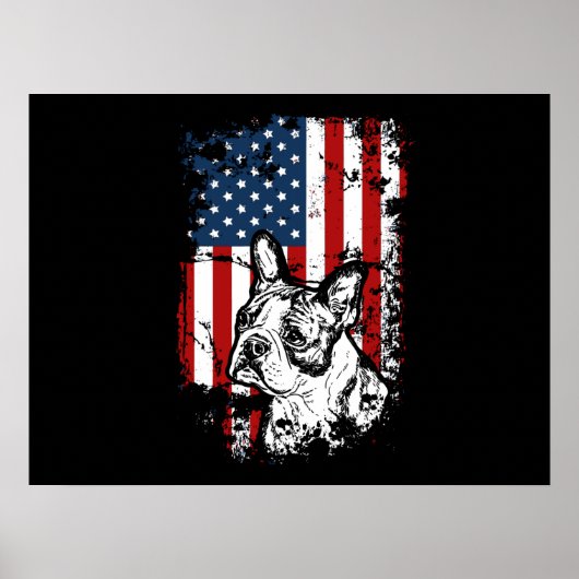 Poster Boston terrier (Devant)