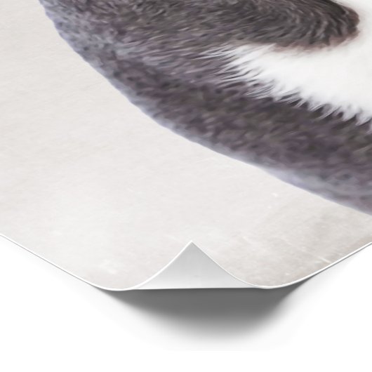 Poster Boston Terrier (Coin)