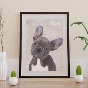 Poster Boston Terrier