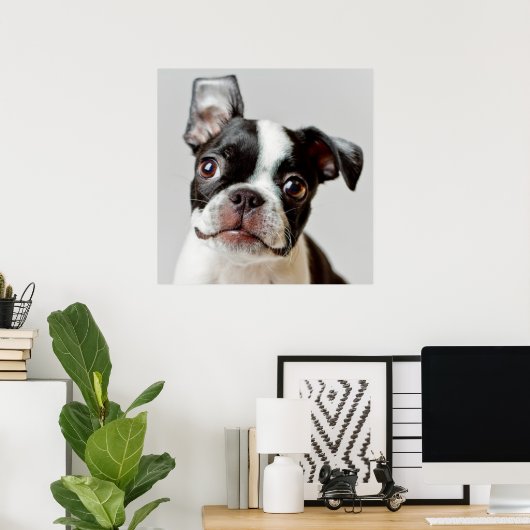 Poster Boston Terrier (Bureau à domicile)