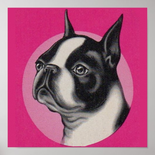 Poster Boston terrier (Devant)