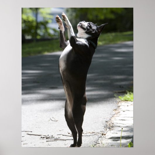 Poster Boston Terrier 2 (Devant)