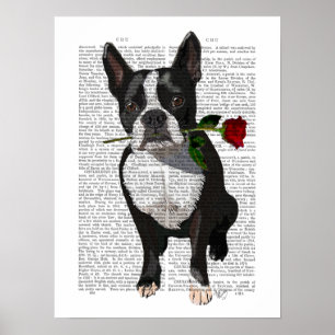 Poster Boston Terrier avec Rose à la bouche