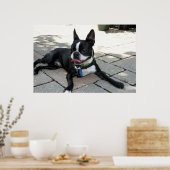 Poster Boston Terrier Boston-5 (Cuisine)