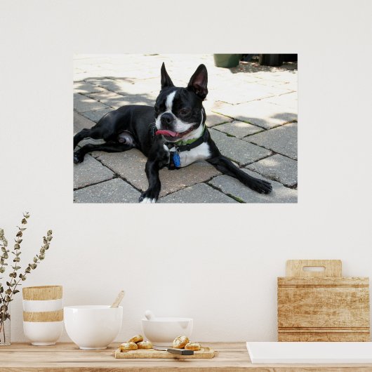 Poster Boston Terrier Boston-5 (Cuisine)