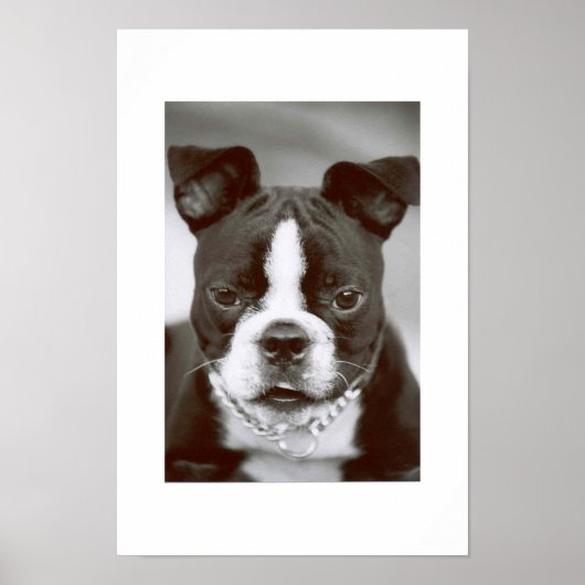 Poster Boston Terrier/ "Buster-Capone" (Devant)