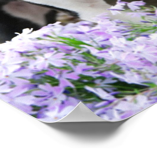 Poster Boston Terrier Chien Chien Chien Puppy, une jolie (Coin)