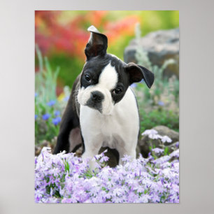 Poster Boston Terrier Chien Chien Chien Puppy, une jolie 
