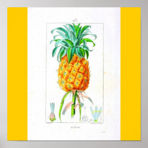 Poster-botanica-ananas Poster