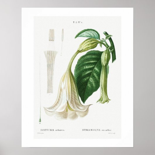 POSTER : BOTANICAL : ANGEL'S TRUMPET : REDOUTÉ (Voorkant)