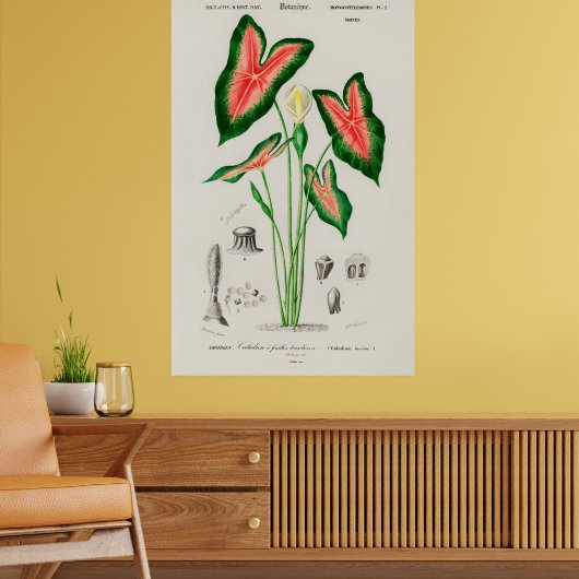 Poster Botanical Boho Caladium Pink and Green (Salon 2)