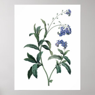 Poster Botanical PREMIUM QUALITY print of forget-me-not