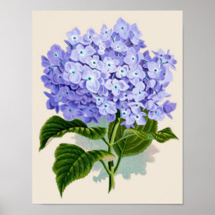 Poster Botanical Print - Hydrangea