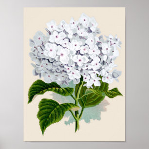 Poster Botanical Print - White Hydrangea