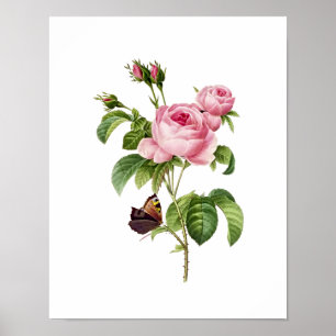 Poster Botanical Rosa Centifolia Redoute