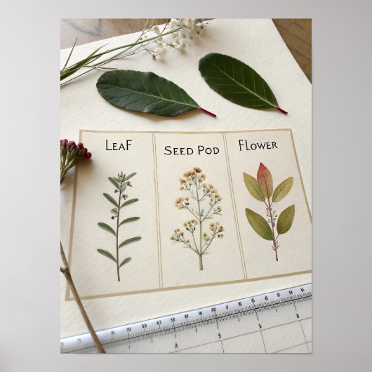 Poster Botanical Scientific Plate (Devant)