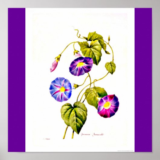 Poster-Botanicals-Pierre Joseph Redoute 6 Poster (Voorkant)