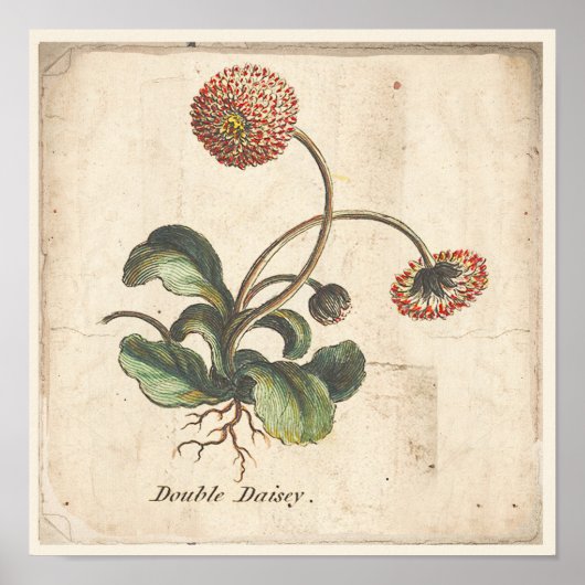 Poster Botanique Antique Poster Double Daisy (Devant)