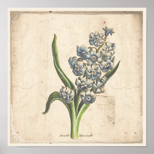 Poster Botanique Antique Poster Hyacinth Blooms (Devant)