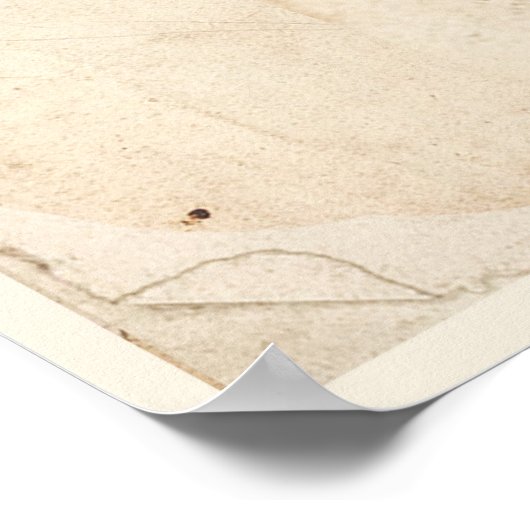 Poster Botanique Antique Poster Veronica Fleurs (Coin)