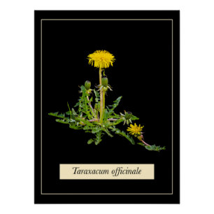 Poster botanique de Dandelion
