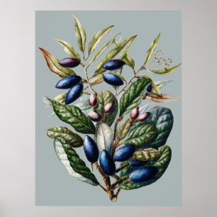 Poster Botanique de Fruit Bleu Vintage par Sarah Featon A