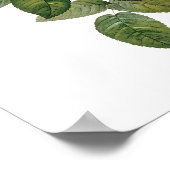 Poster Botanique Rosa Centifolia Redoute (Coin)