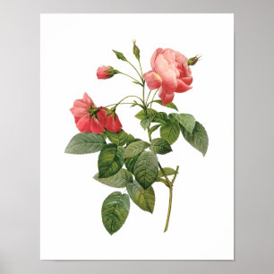Poster Botanique Rosa Centifolia Redoute